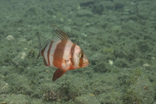 Redbanded seabream (Pagrus auriga), sea bream, dive site El Cabron marine reserve, Arinaga, Gran Canaria, Spain, Atlantic Ocean