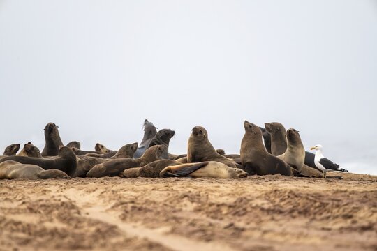 Group of dwarf fur seals (Arctocephalus pusillus) on the beach, Atlantic coast, Namib Naukluft Park, Namib Desert, Namibia