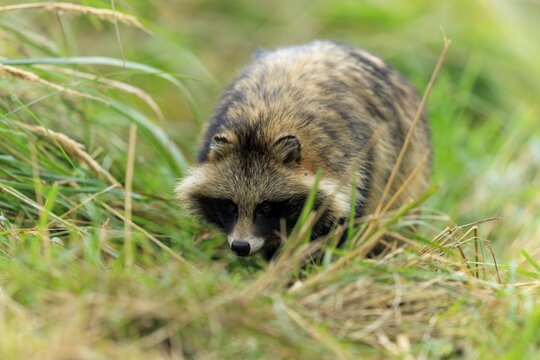 A raccoon dog moving in grass, seemingly crouching to camouflage itself in the natural environment, raccoon dog, (Nyctereutes procyonoides), wildlife, Western Pomerania Lagoon Area National Park, Zingst, Mecklenburg-Western Pomerania, Germany