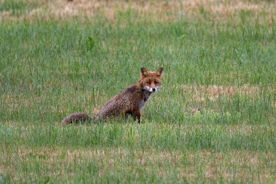 Red fox (Vulpes vulpes), Vulkaneifel, Rhineland-Palatinate, Germany