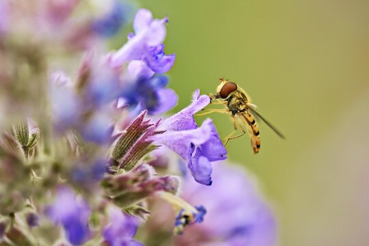 Hain hoverfly (Episyrphus balteatus), on a catnip (Nepeta x faassenii) flower, Meienberg, Canton of Aargau, Switzerland