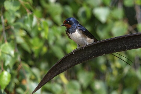 Hirundo rustica, barn swallow, birds, passeri, swallows, scythe, songbirds, songbirds, birds