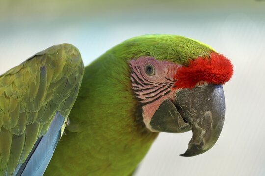 Great green macaw (Ara ambigua), animal portrait, captive, occurrence in South America, Hesse, Germany