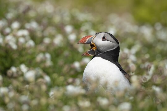 Atlantic puffin (Fratercula arctica) adult auk seabird bird calling amongst flowering Sea campion (Silene maritima) flowers in summer, Skomer island, Pembrokeshire, Wales, United Kingdom