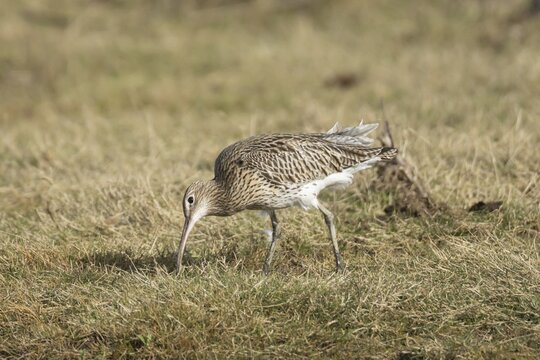 Eurasian curlew (Numenius arquata) adult bird feeding on grassland, England, United Kingdom