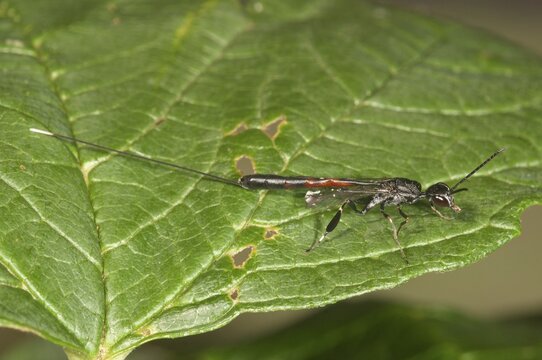 Gasteruptiid Wasp (Gasteruption jaculator), female, Baden-W&uuml;rttemberg, Germany
