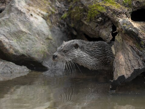 European otter (Lutra lutra) looking out of a hollow tree trunk, captive, Germany