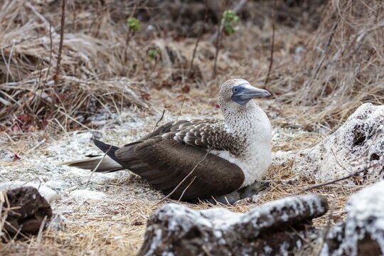 Blue-footed booby (Sula nebouxii), breeding, Galapagos, Ecuador