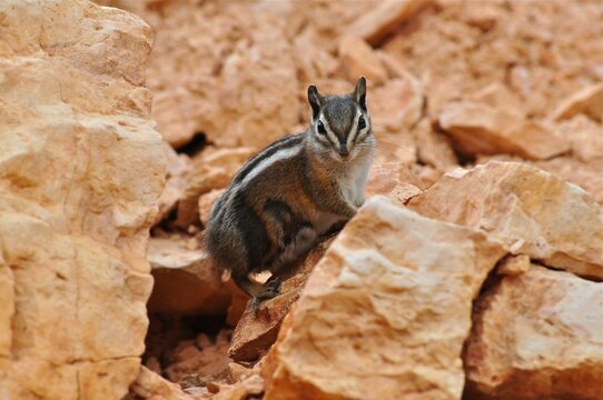A chipmunk, Uinta chipmunk (Tamias umbrinus), sits attentively on reddish rock. Bryce Canyon National Park, Utah, USA