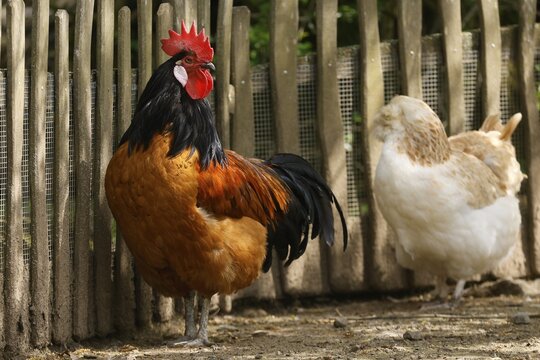Vorwerk chicken, cock with hens, Germany