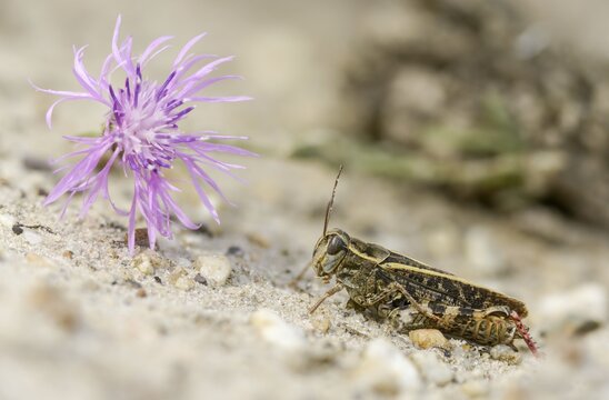 Acrididae, Brandenburg, Caelifera, Calliptamus italicus, Germany, field locust, Italian locust, Italian beauty scare, short-feeler, Nabu project, national natural heritage, natural paradise Gr&uuml;nhaus, post-mining landscape, grasshoppers, grasshoppers, grasshoppers, grasshoppers, grasshoppers, insects, beauty scarers