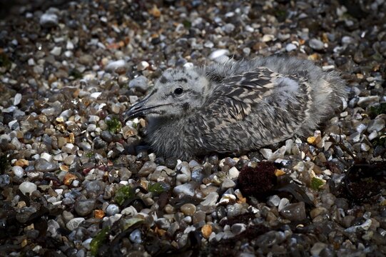 Herring Gull (Larus argentatus), juvenile, lying camouflaged on the beach between pebbles, pebbles, pebble beach, Yport, Alabaster Coast, La C&ocirc;te d'Alb&acirc;tre, Normandy, Seine-Maritime, France