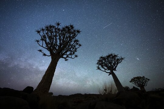 Quiver trees (Aloe dichotoma), night shot with starry sky, quiver tree forest in Garaspark near Keetmanshoop, Karas Region, Namibia