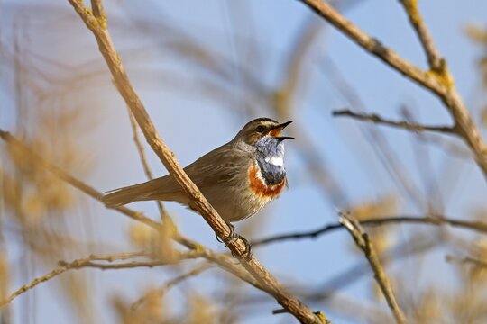 Bluethroat (Luscinia svecica) singing on a branch, wildlife, Germany