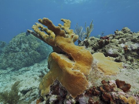 A yellowish elkhorn coral (Acropora palmata) rises from a rocky reef. Dive site John Pennekamp Coral Reef State Park, Key Largo, Florida Keys, Florida