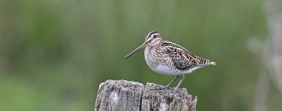 Snipe (Gallinago gallinago), standing on fence posts of a pasture, on moorland, snipe birds, wildlife, nature photography, Ochsenmoor, Naturpark D&uuml;mmer See, H&uuml;de, Lower Saxony, Germany