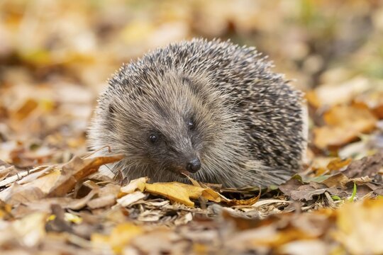European hedgehog (Erinaceus europaeus) adult animal on fallen autumn leaves, England, United Kingdom