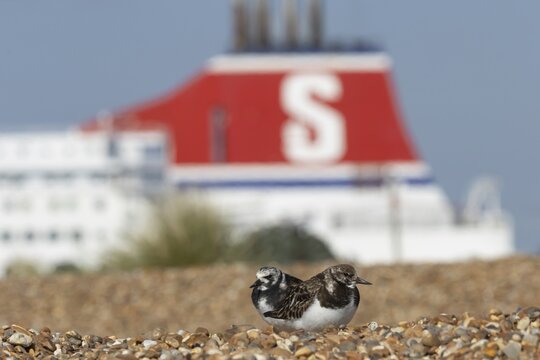 Ruddy turnstone (Arenaria interpres) two adult wader birds on a shingle beach with a ferry boat in the background, England, United Kingdom