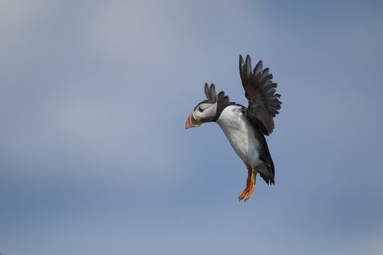 Atlantic puffin (Fratercula arctica) adult bird coming into land, Farne isles, Northumberland, England, United Kingdom