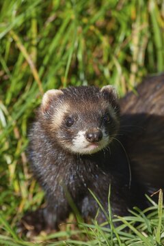European polecat (Mustela putorius) adult animal in grassland, United Kingdom
