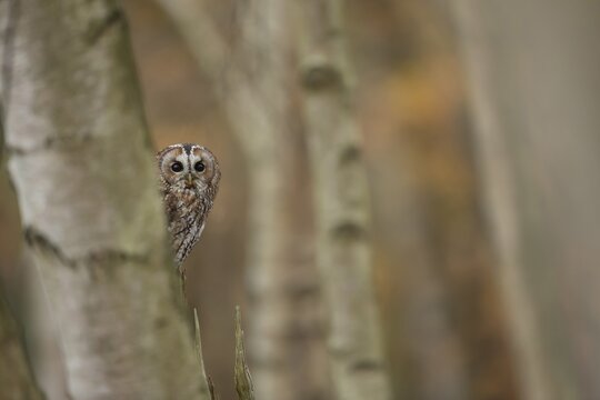 Tawny owl (Strix aluco) adult bird sitting in fallen autumn leaves, Norfolk, England, United Kingdom, Captive