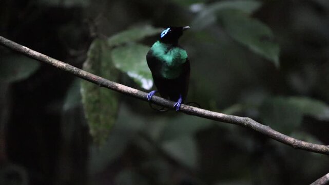 Wilson's bird-of-paradise (Diphyllodes respublica) is a species of passerine bird of the family Paradisaeidae.This photo was taken in Waigeo island, Indonesia.