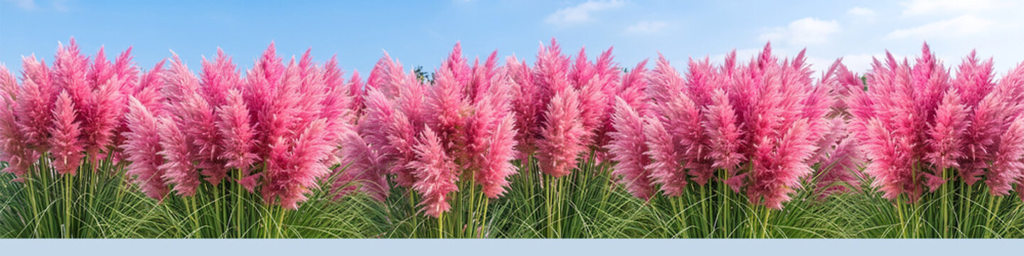 Beautiful vibrant bright silky pink flower pampas grass in sky background,  grass landscape field, web, natural background