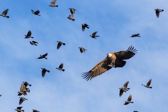 Crowded sky. A griffon vulture (Gyps fulvus) flies accompanied by a flock of jackdaws (Coloeus monedula) on a sunny day against a blue sky. Austria