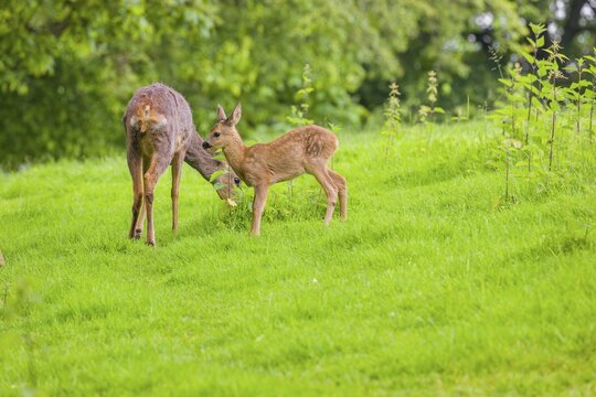 A female roe deer (Capreolus capreolus) and her fawn stand in a meadow
