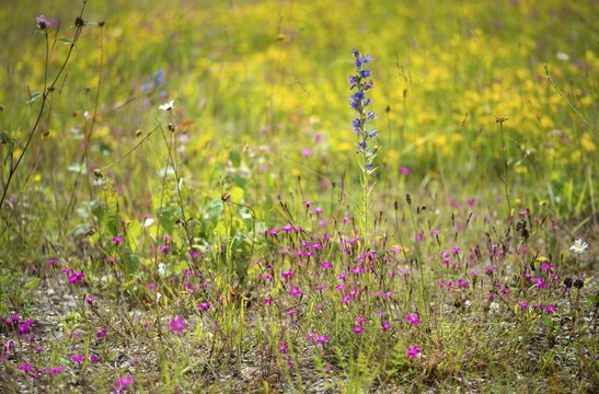 Blue snake head, boraginaceae, caryophyllaceae, dianthus deltoides, echium vulgare, magpie floodplain D&ouml;lau, common snake head, heather clove, root leaf family, blueweed, extensive grassland, flora, semi-dry grassland, lean grass, maiden pink, plants, plants, viper's bugloss