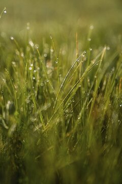 Grass with dew drops, Alpe di Siusi, South Tyrol, Italy