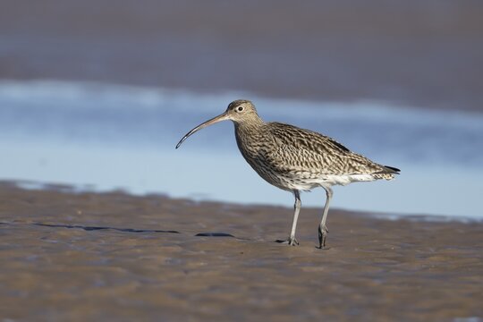 Eurasian curlew (Numenius arquata) adult wading bird on a beach, Norfolk, England, United Kingdom