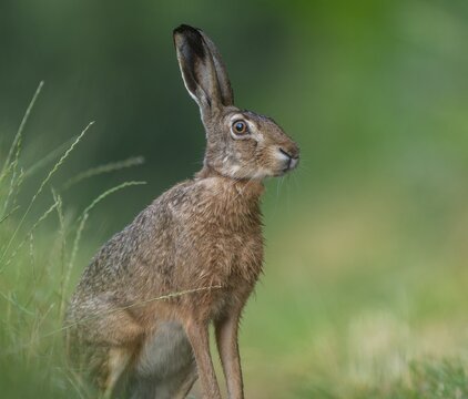 European hare (Lepus europaeus) sitting on a dirt track, wildlife, Lower Saxony, Germany