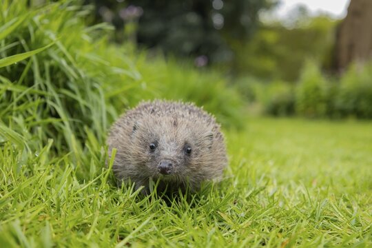 European hedgehog (Erinaceus europaeus) adult animal on a garden grass lawn next to a patch of long grass, Suffolk, England, United Kingdom