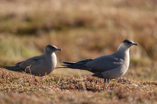 Arctic hunter, arctic skua, arctic tern, Norway, parasitic hunter, parasitic skua, parasite predatory gull, stercorarius parasiticus, varanger, birds, charadriiformes, limikolen, predatory gulls, stercorariidae, birds