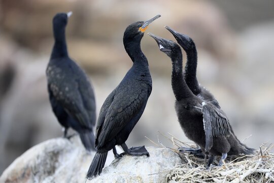 Cape cormorant (Phalacrocorax capensis), adult, two chicks, begging, nest, on rocks, Betty's Bay, Stony Point Nature Reserve, Western Cape, South Africa