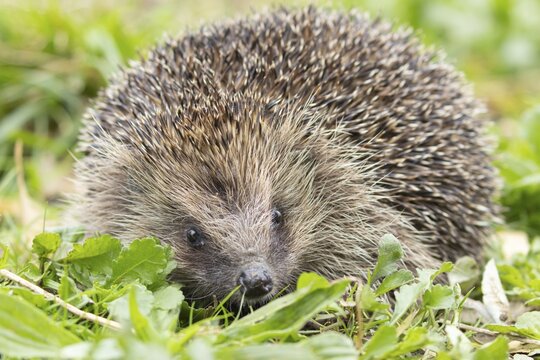 European hedgehog (Erinaceus europaeus) adult animal in an urban garden, England, United Kingdom