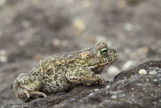 Brandenburg, Bufo Calamita, Epidalea Calamita, Germany, Toad, Nabu, Natterjack Toad, amphibians, amphibians, post-mining landscape, green house, toads, amphibians, toads