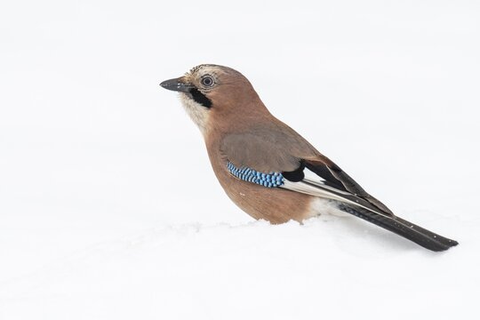 Eurasian jay (garrulus glandarius) in the snow, Neuhaus, Lower Saxony, Germany