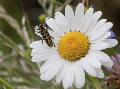 Ladder-marked Longhorn Beetle, Ladderbuck, Saperda Scalaris, Beetle, Longhorn Beetle, Coleoptera, Insects, Beetles