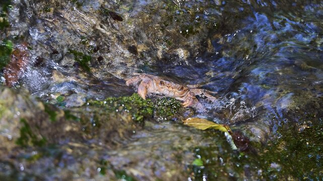 A freshwater crab (Potamon potamios) sits on a rock in flowing water, Butterfly Valley, Butterfly Valley, Rhodes, Dodecanese, Greek Islands, Greece