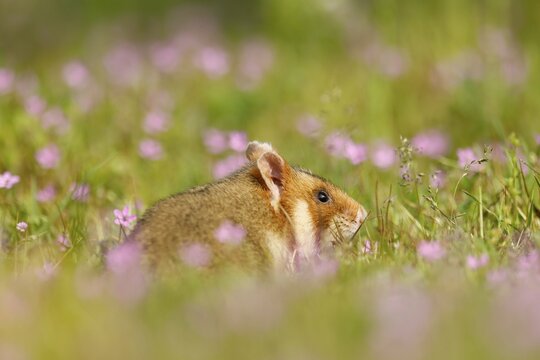 European hamster (Cricetus cricetus) in a meadow, wildlife, Austria