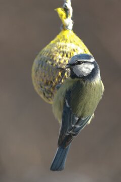 Blue tit, parus caeruleus, birds, feeding, high size, portrait format, tits, passeri, songbirds, tits, birds, winter feeding