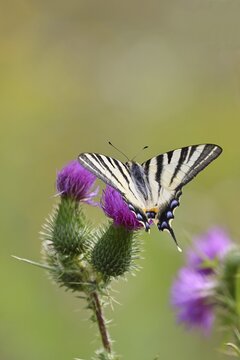 Sail butterfly (Iphiclides podalirius), on a flower of a thistle (Cirsium arvense), in a vineyard, close-up, Moselle valley, Cochem, Rhineland-Palatinate, Germany