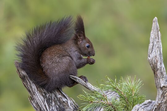 Eurasian red squirrel (Sciurus vulgaris), sits laterally on a root and eats, Tyrol, Austria