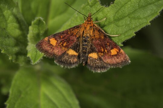 Purple Z&uuml;nsler (Pyrausta aurata) on one sheet, Baden-W&uuml;rttemberg, Germany