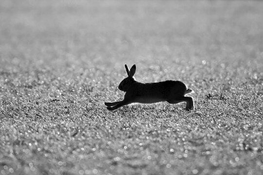 European brown hare (Lepus europaeus) adult animal running across a farmland field, England, United Kingdom