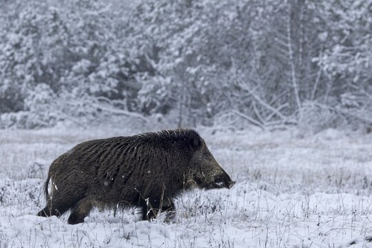 In the rutting season, overrider boars (Sus scrofa) also try their luck with the bucks, early winter, winter, snow, cold, rutting season, mating season, November, Denmark