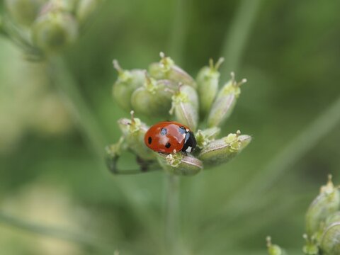 Close-up of a ladybird, the seven-spot ladybird (Coccinella septempunctata), perched on green plant buds, Goms, Canton of Valais, Switzerland