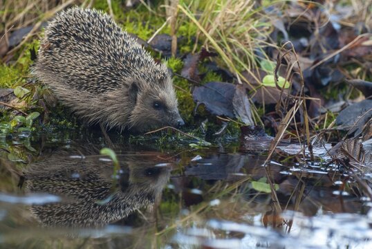 Erinaceus europaeus, hedgehog, insectivora, insectivora, insectivora, mammals, prickly, mammals